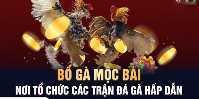 Giới thiệu chung về đá gà trực tiếp casino mộc bài