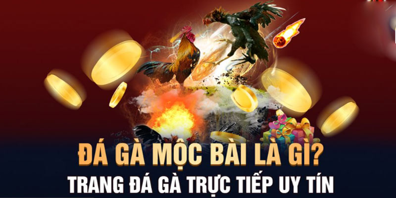 Mộc Bài hiện đang phát triển mạnh mảng đá gà và casino