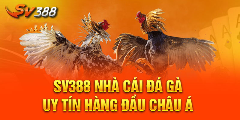  Lưu ý và khuyến cáo khi tham gia đá gà trực tiếp trên SV388 