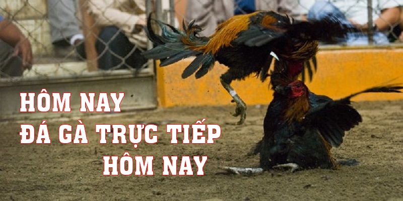 Hôm Nay Đá Gà Trực Tiếp Hôm Nay Kịch Tính, Hấp Dẫn